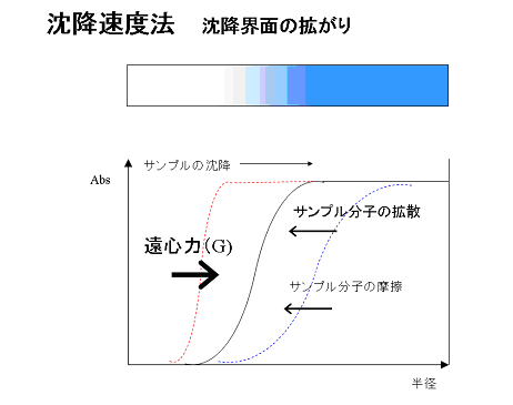 沈降速度法 沈降界面の拡がり